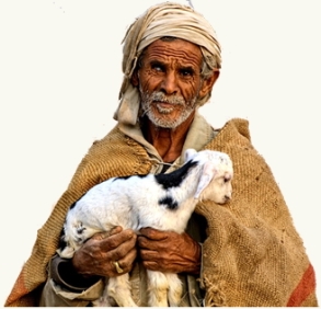 bedouin_lamb_gift